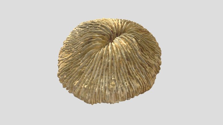 Corail champignon (hexacoralliaire, anthozoaire) 3D Model