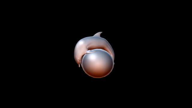 Dolfin Ball 3D Model
