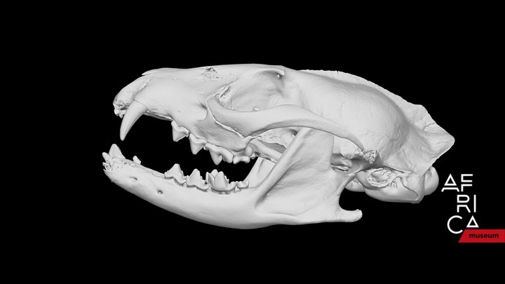Genet 3D models - Sketchfab