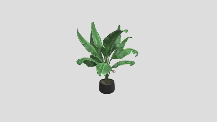 Potted Banana Leaf Plant – Free 3D Model STL