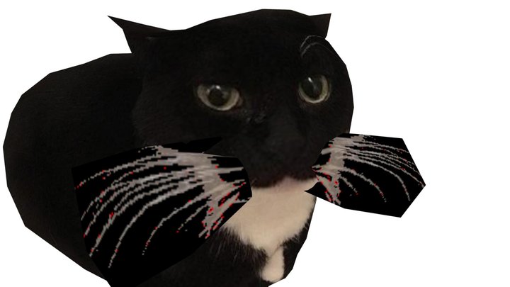 MAXWELL CAT 3D Model