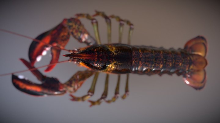 Homarus Americanus 3D Model