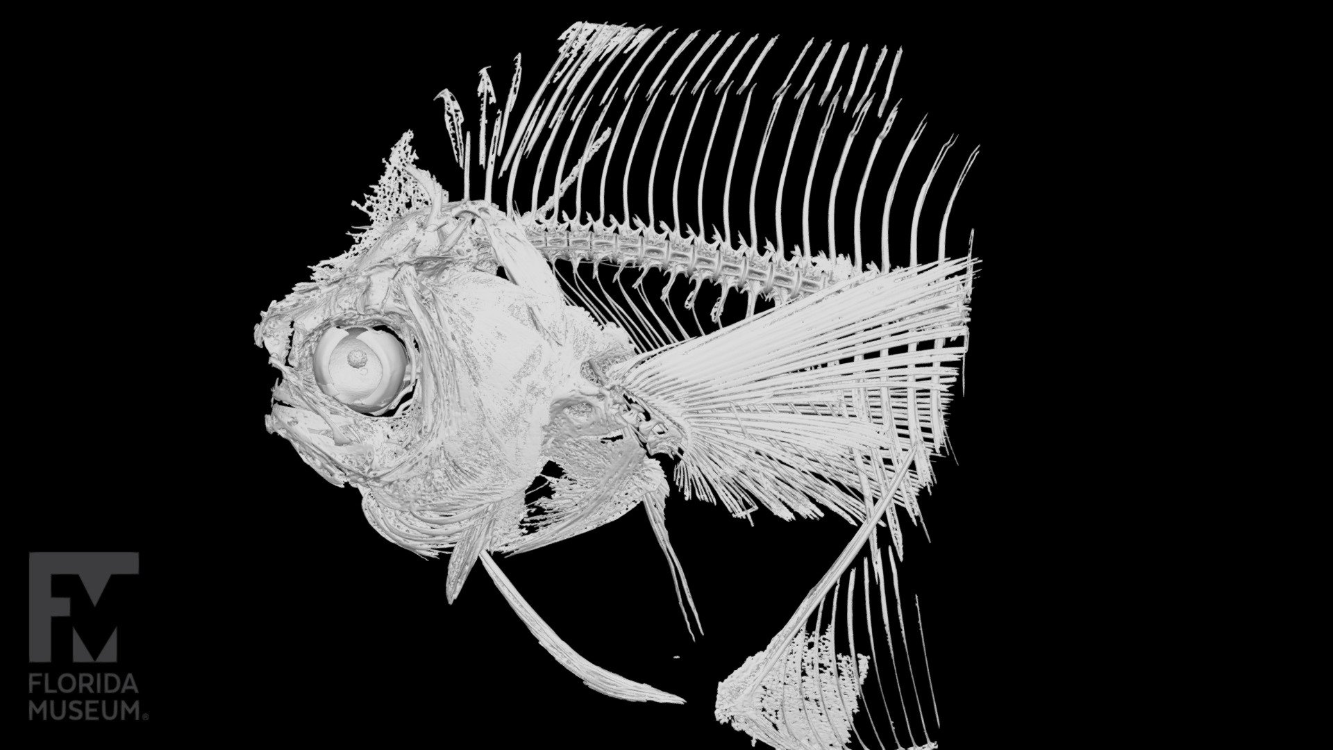 Silver pomfret, Stromateidae - 3D model by FloridaMuseum [706c9d1 ...