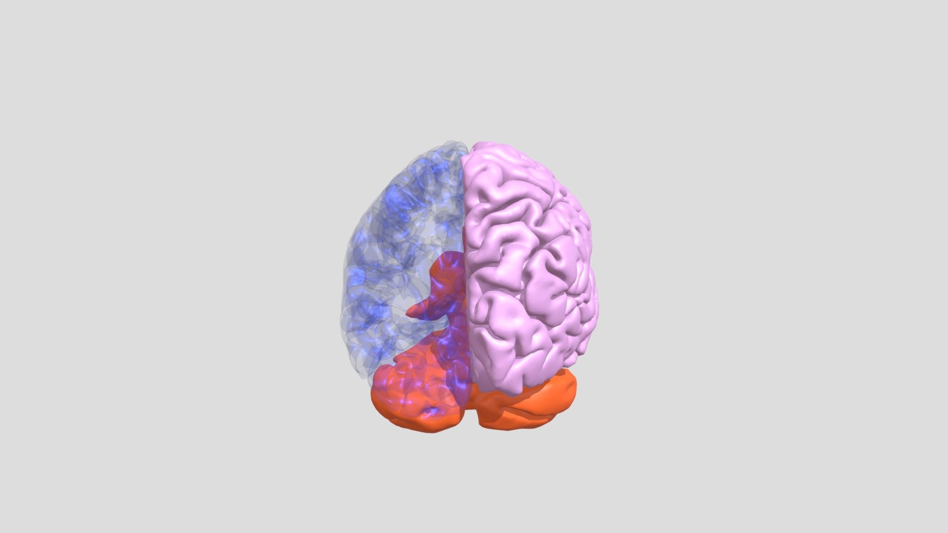 Shoji Brain - Download Free 3D model by flynnshoji [706daad] - Sketchfab