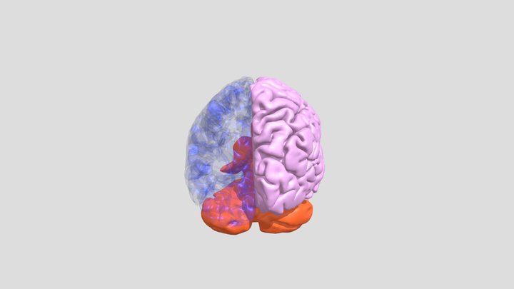 Shoji Brain 3D Model