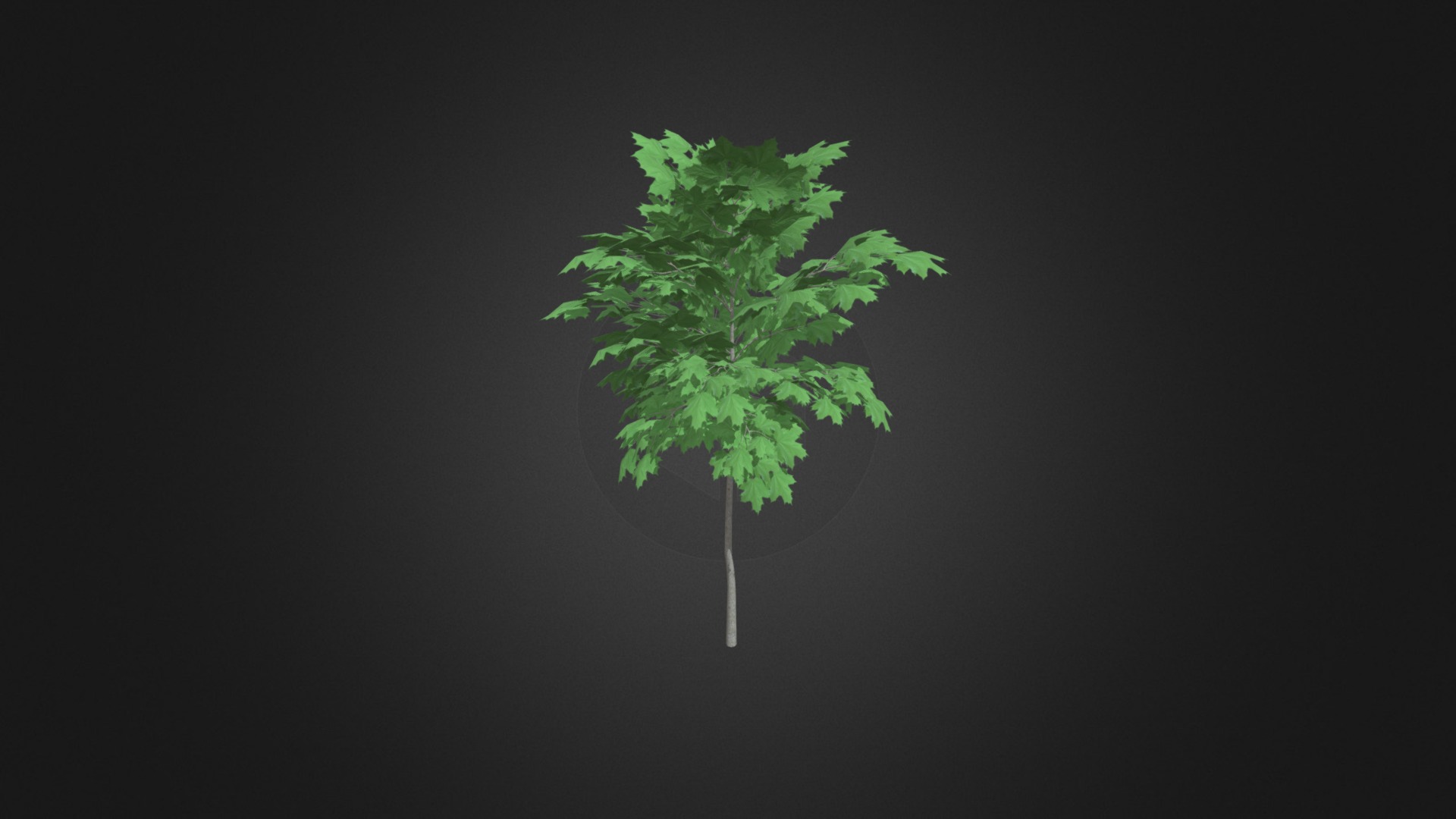 3D model Norway Maple (Acer platanoides) 2m - This is a 3D model of the Norway Maple (Acer platanoides) 2m. The 3D model is about a green leaf on a black background.