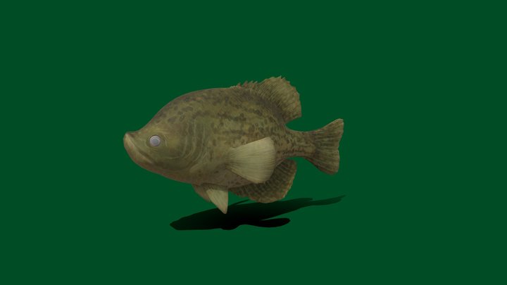 Crappies fish (Non- Comercial) – Free 3D Model STL