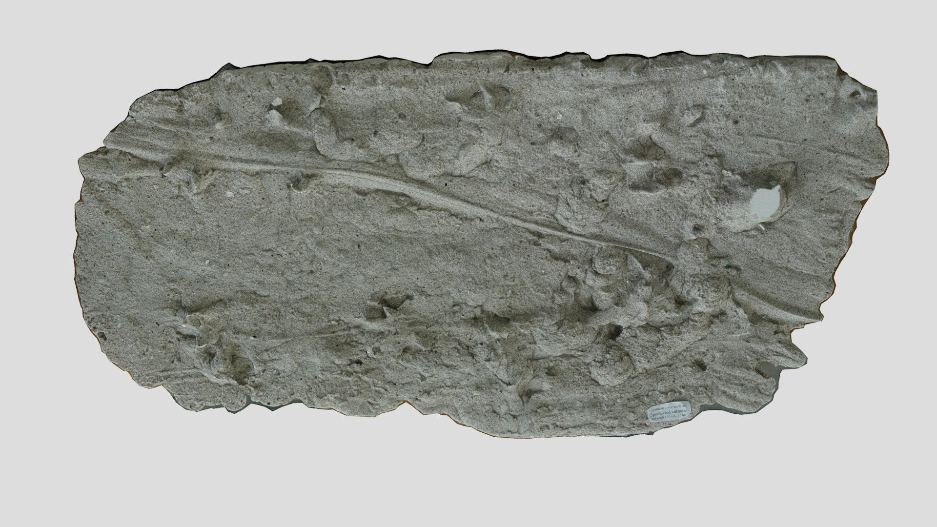 Caiman Footprints