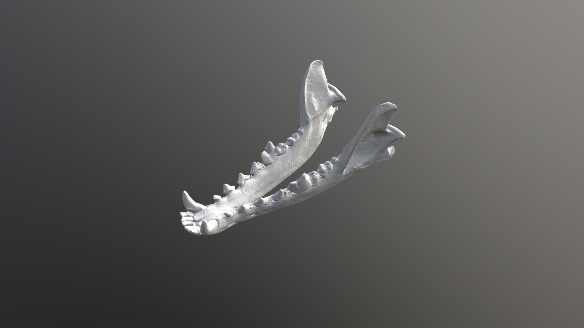 Coyote Mandible - 3D model by Megan (@masaunde) [707f39b] - Sketchfab
