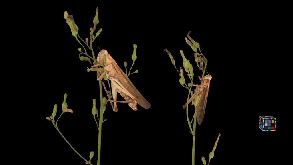 CC0 ツチイナゴ 昆虫病原性糸状菌 Entomopathogenic fungus