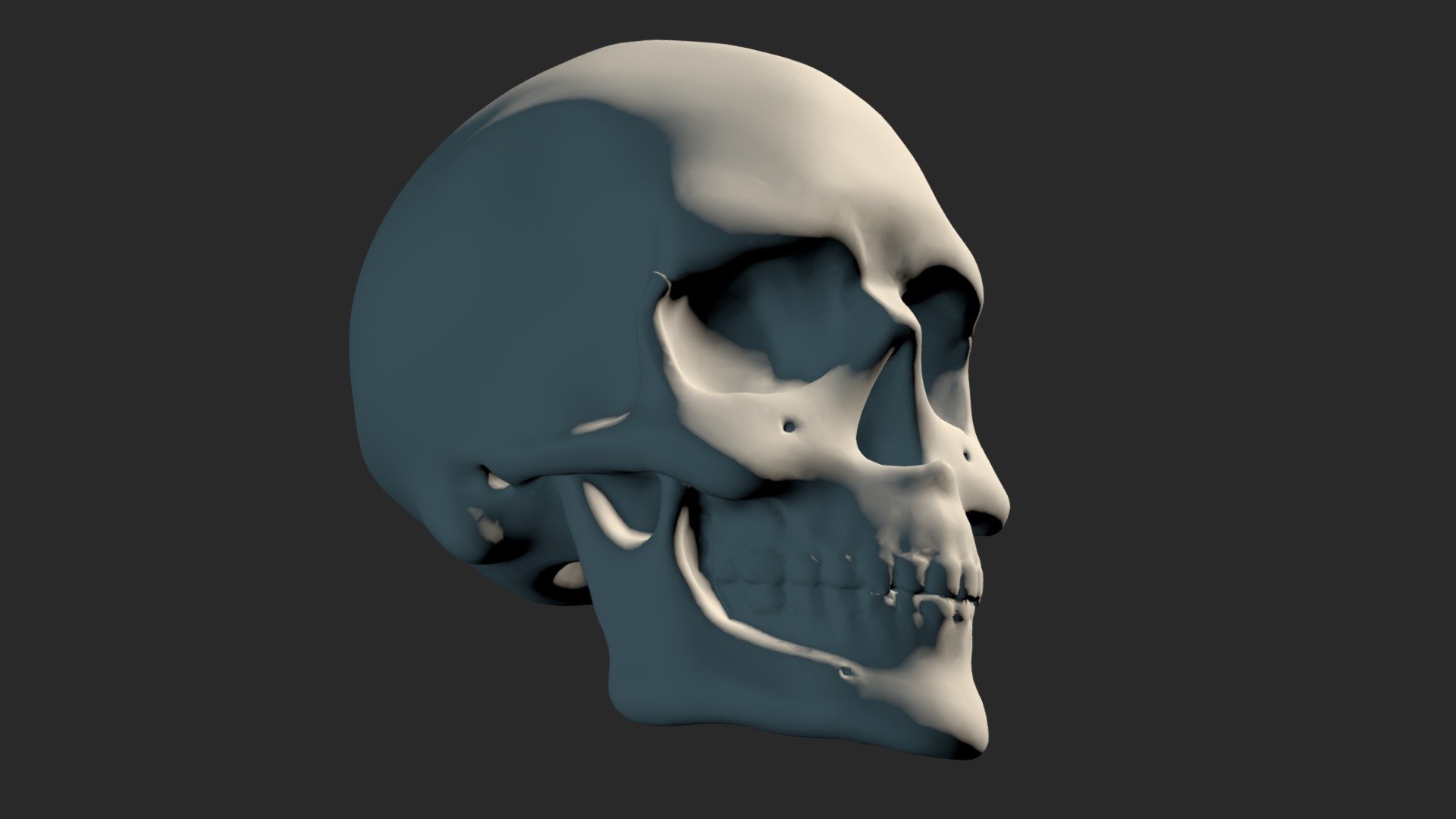 Skull Study Sculpt (Decimated)