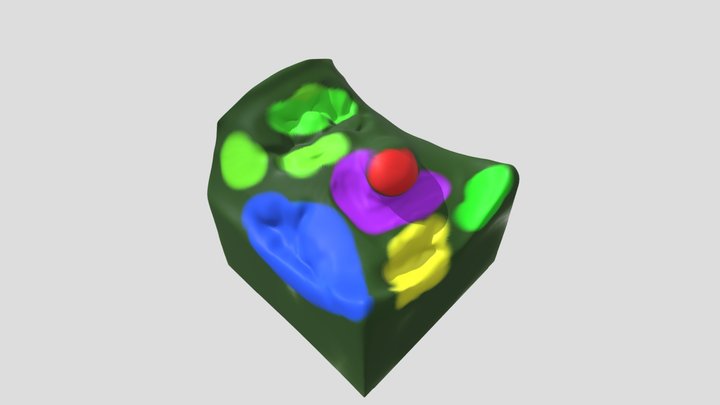 Cellula vegetale 3D Model
