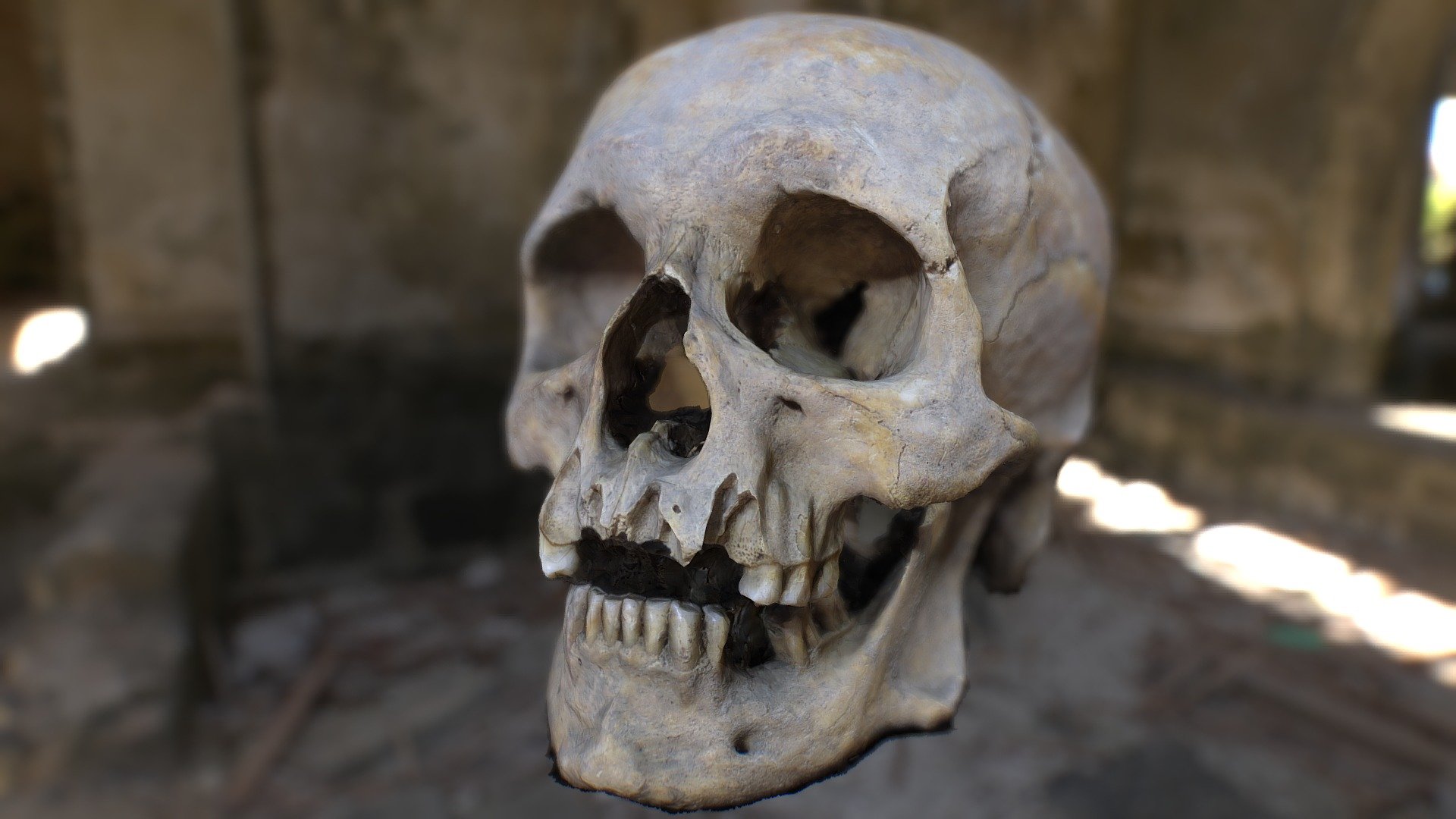 Human skull FREE - Download Free 3D model by roxyjungle (@roxyjungle