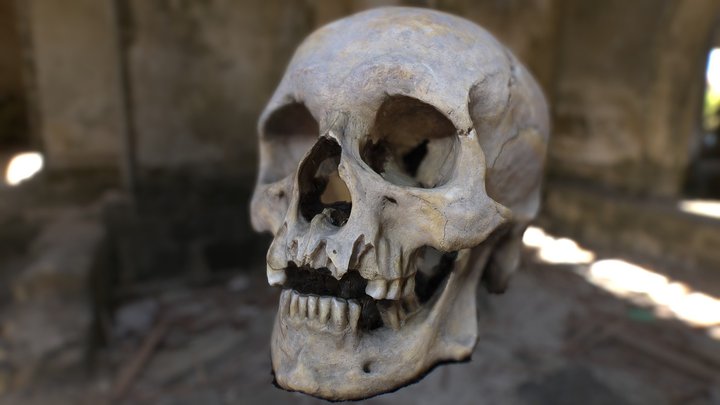 Human skull FREE 3D Model