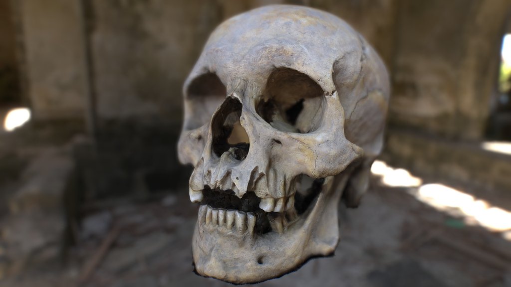 Human skull FREE