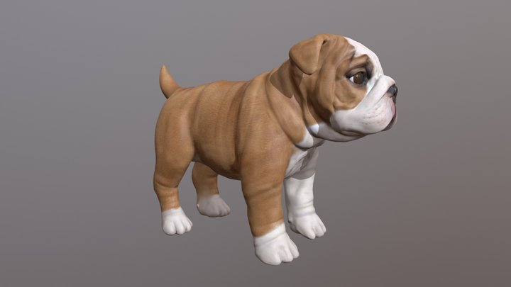 Bulldog Puppy 3D Model