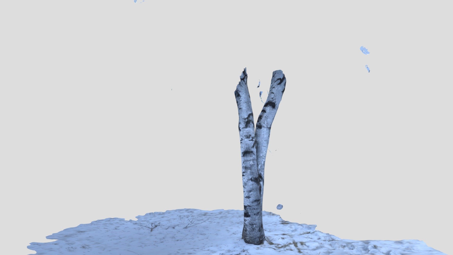 Scan #15 : Birch Tree