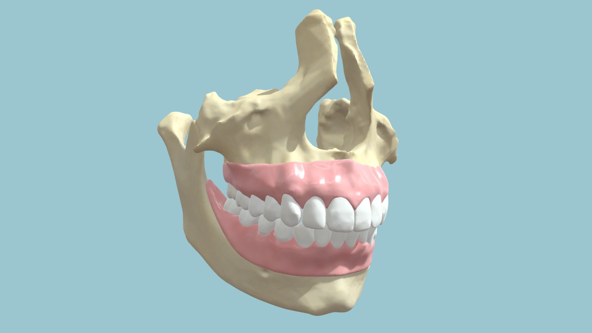 Teeth Model Download Free 3d Model By University Of Dundee Cahid