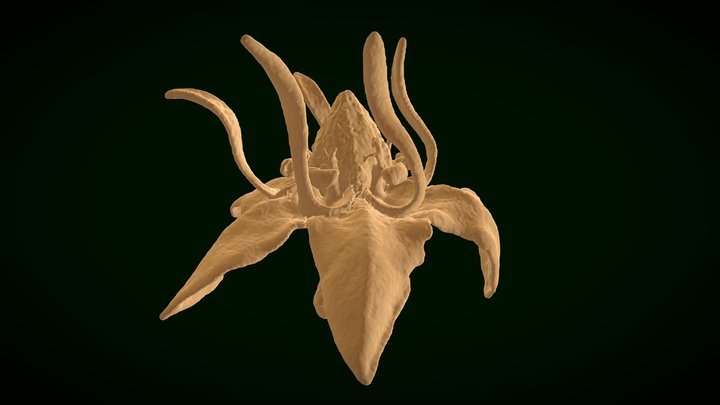 Brown kurrajong flower - UMGA 070222 converging 3D Model