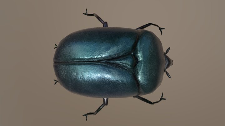 Dung Beetle 3D Model