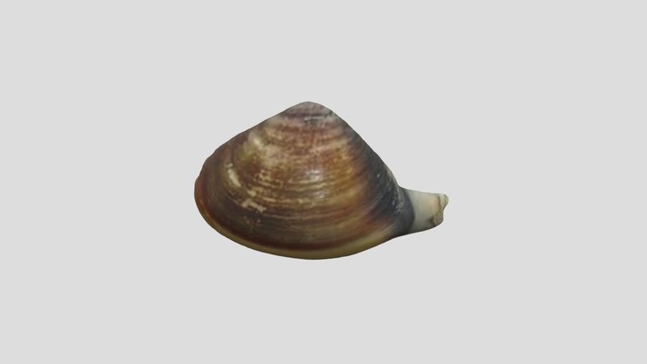 蛤 3D Model