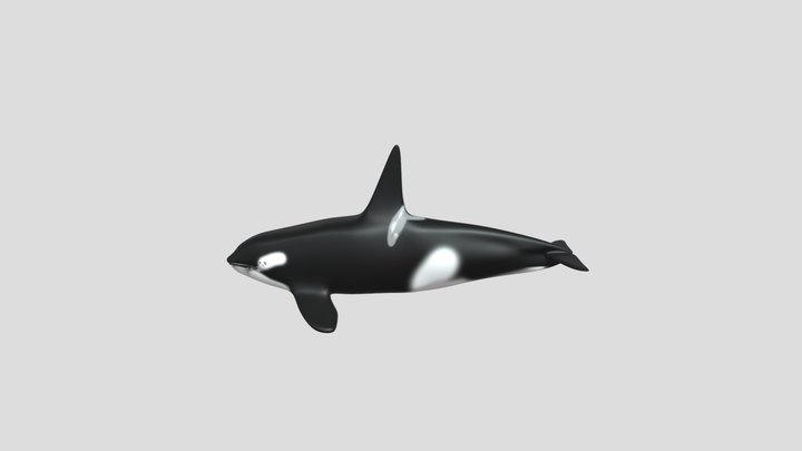 Orca 3D Model