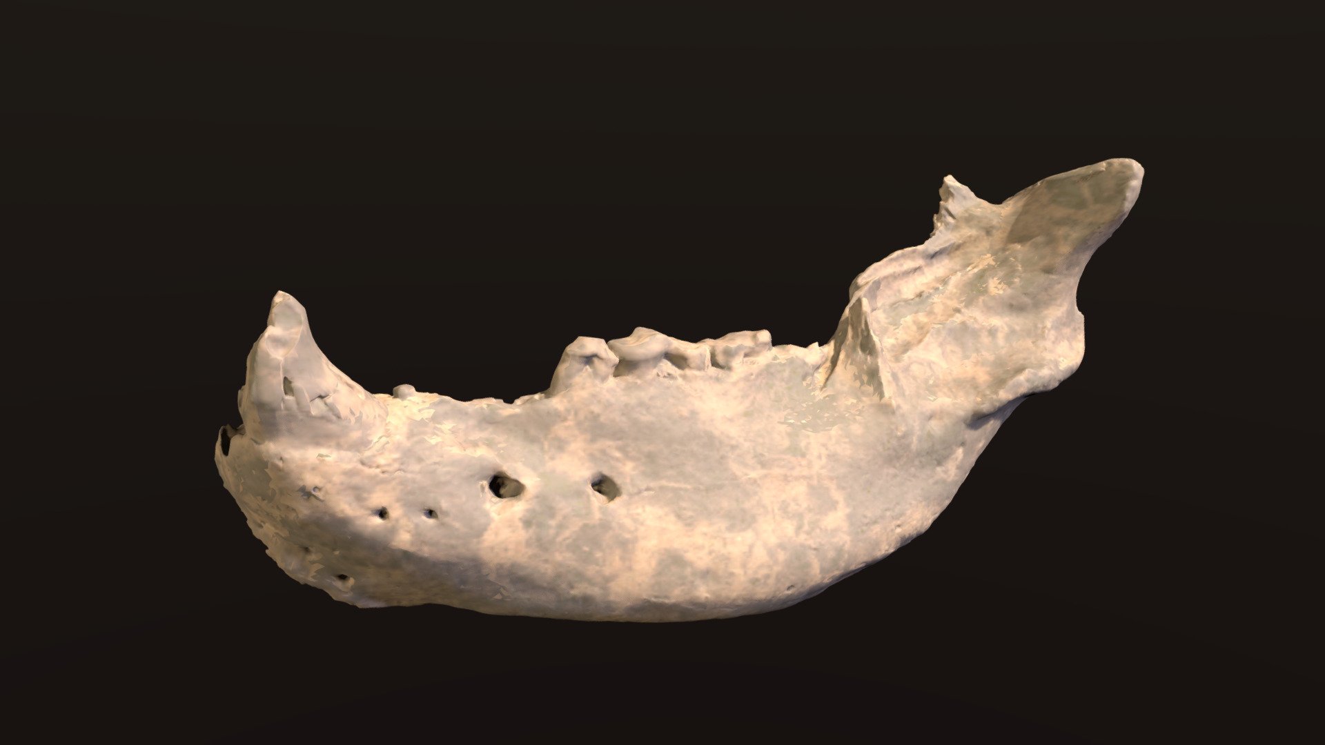 Indarctos Jaw - 3D model by Nebraska Public Media (@nebraskapublicmedia ...