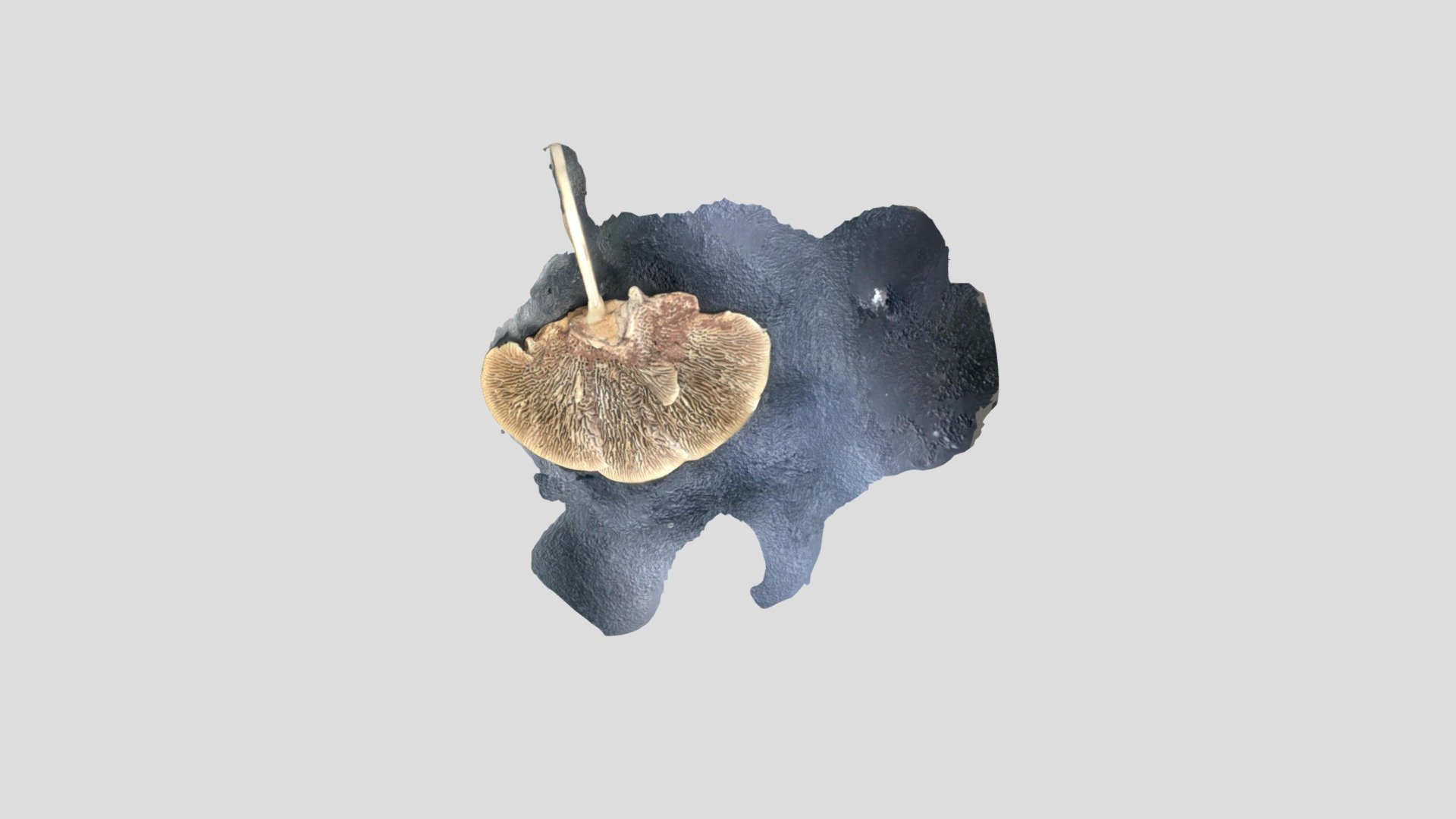 Noel_mushroom_object