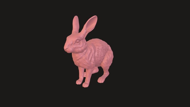 Rabbit