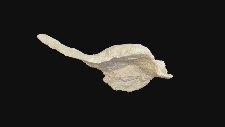 Sauripterus humerus 3D Model