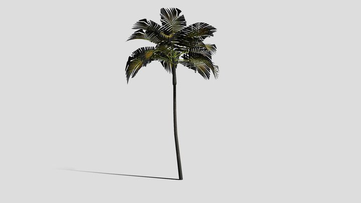 Areca Catechu 3D Model
