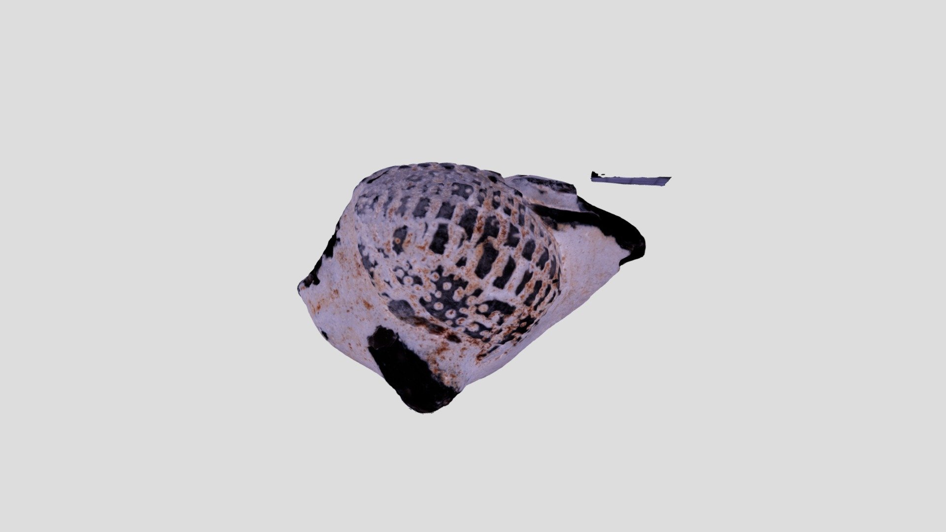 Silicified Echinoid