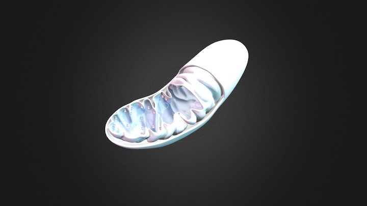 Mitocondria 3D Model