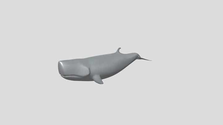 Pygmy Sperm Whale 3D Model