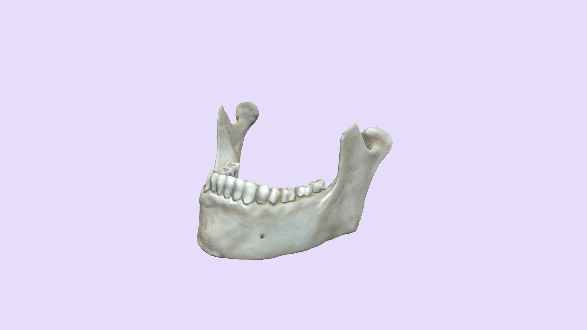 Mandible Project