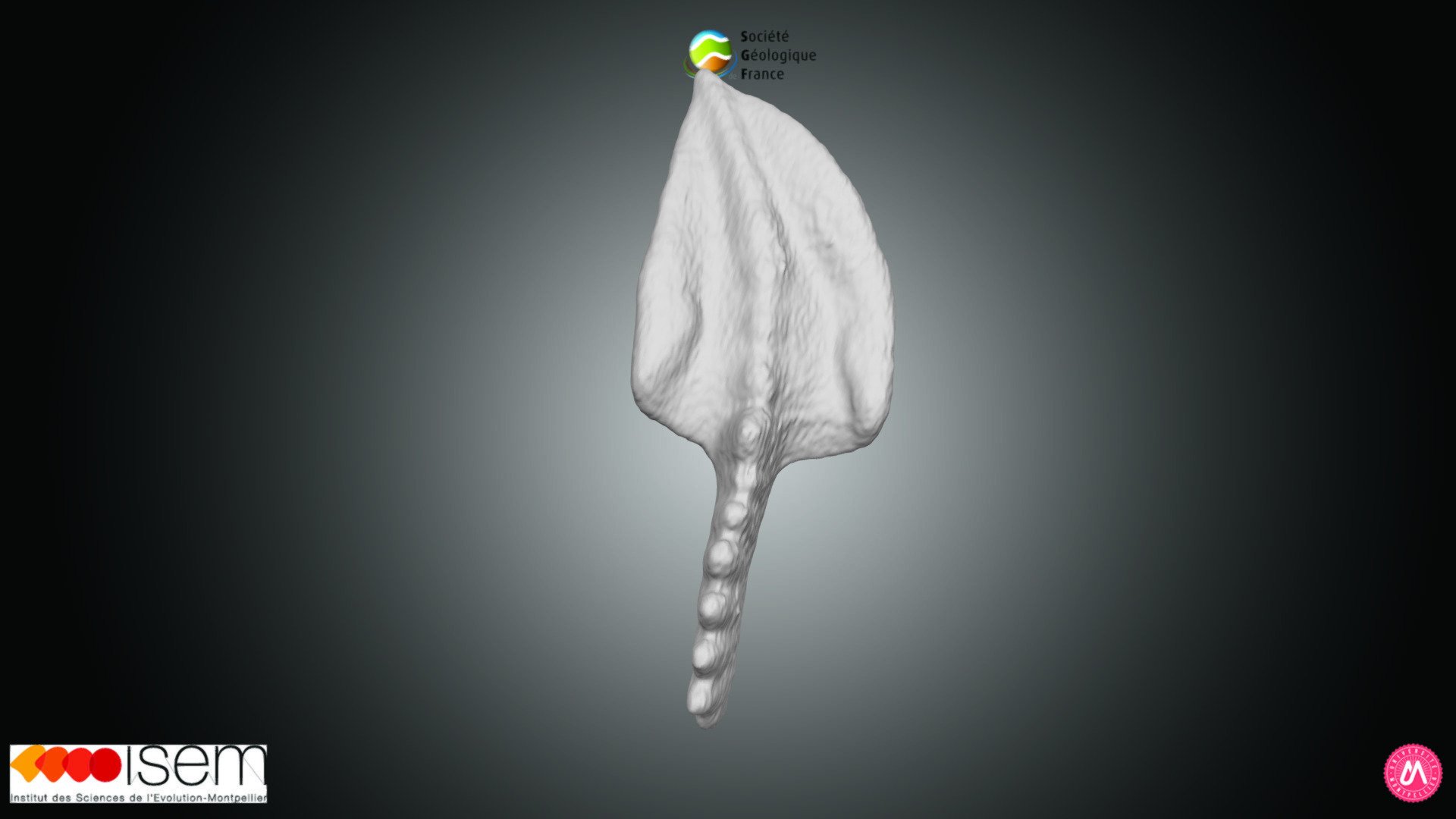 Conodonte - Polygnathus communis