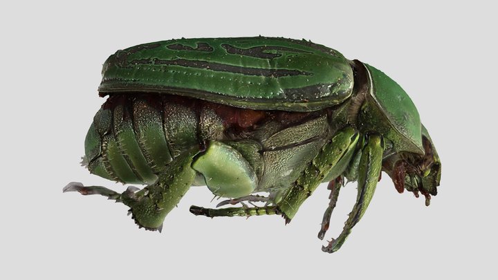 YPM ENT.619345 Scarab, Chrysina gloriosa – Kostenloses 3D-Modell STL