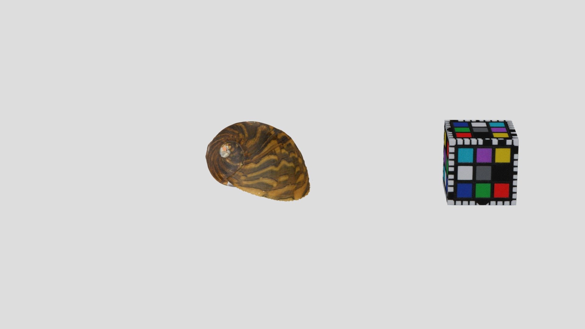 カノコガイ Clithon sowerbianus
