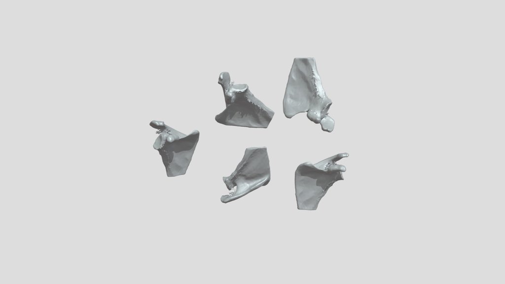 Exercice Scapula 1