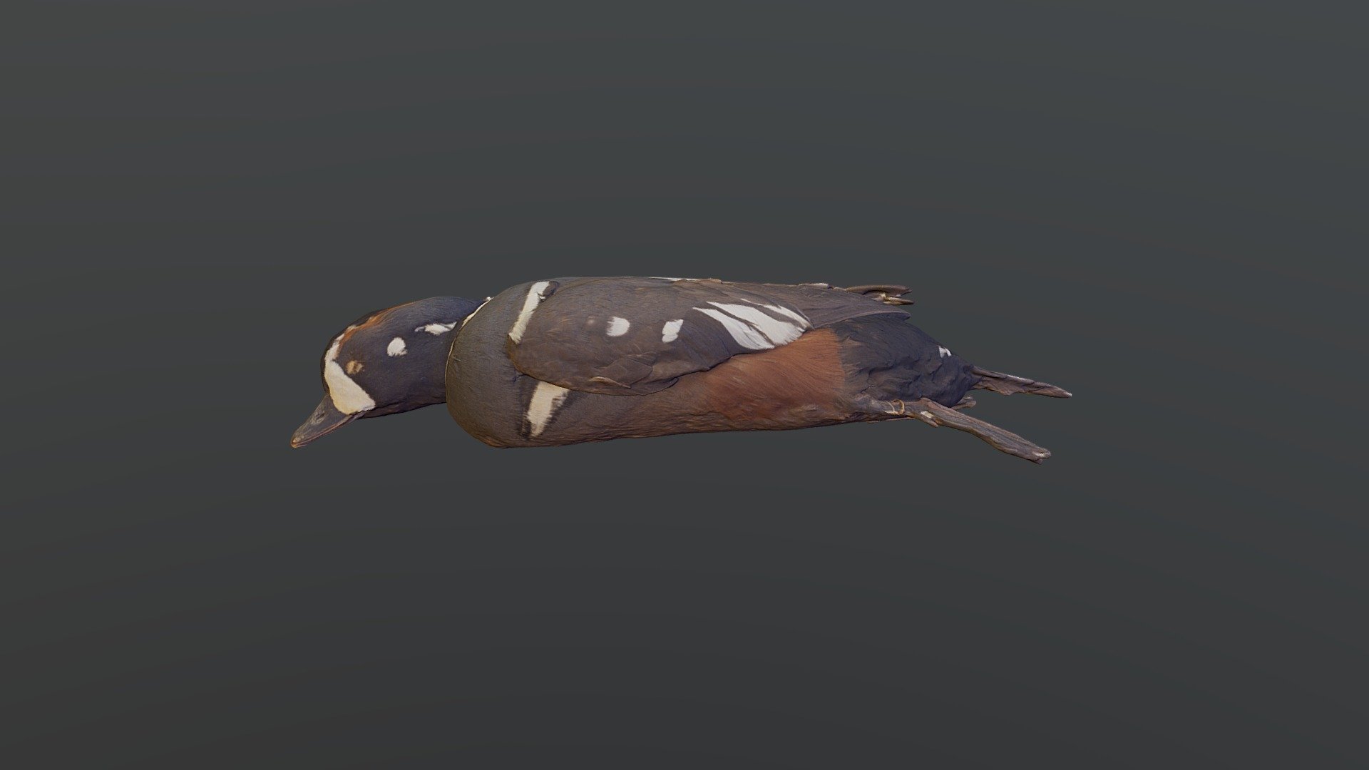 Harlequin Duck - Histrionicus histrionicus