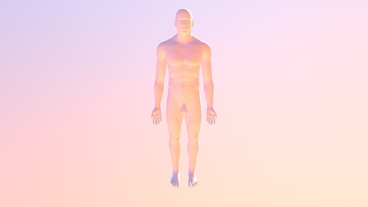BrainLobes_Xray 3D Model