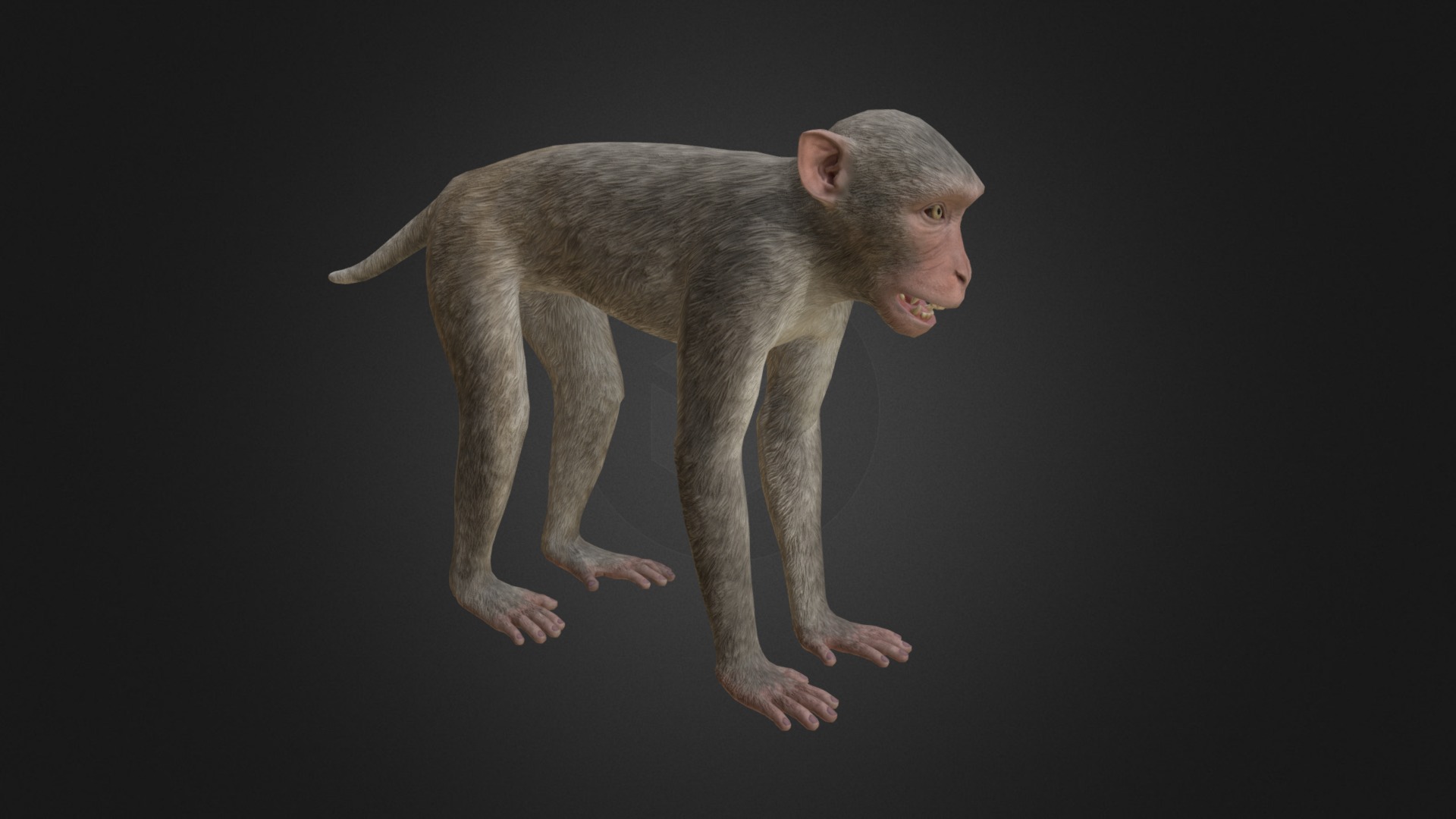 3D model Rhesus Macaque Monkey - This is a 3D model of the Rhesus Macaque Monkey. The 3D model is about a small animal with its mouth open.