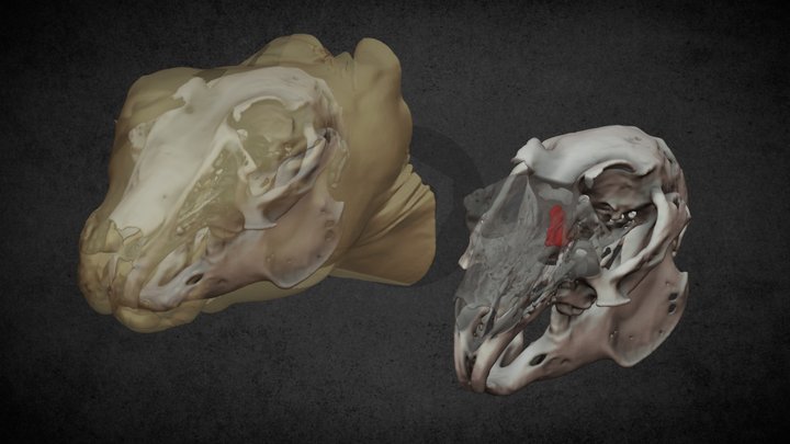 Ethmoidal tumor (ID5507) 3D Model