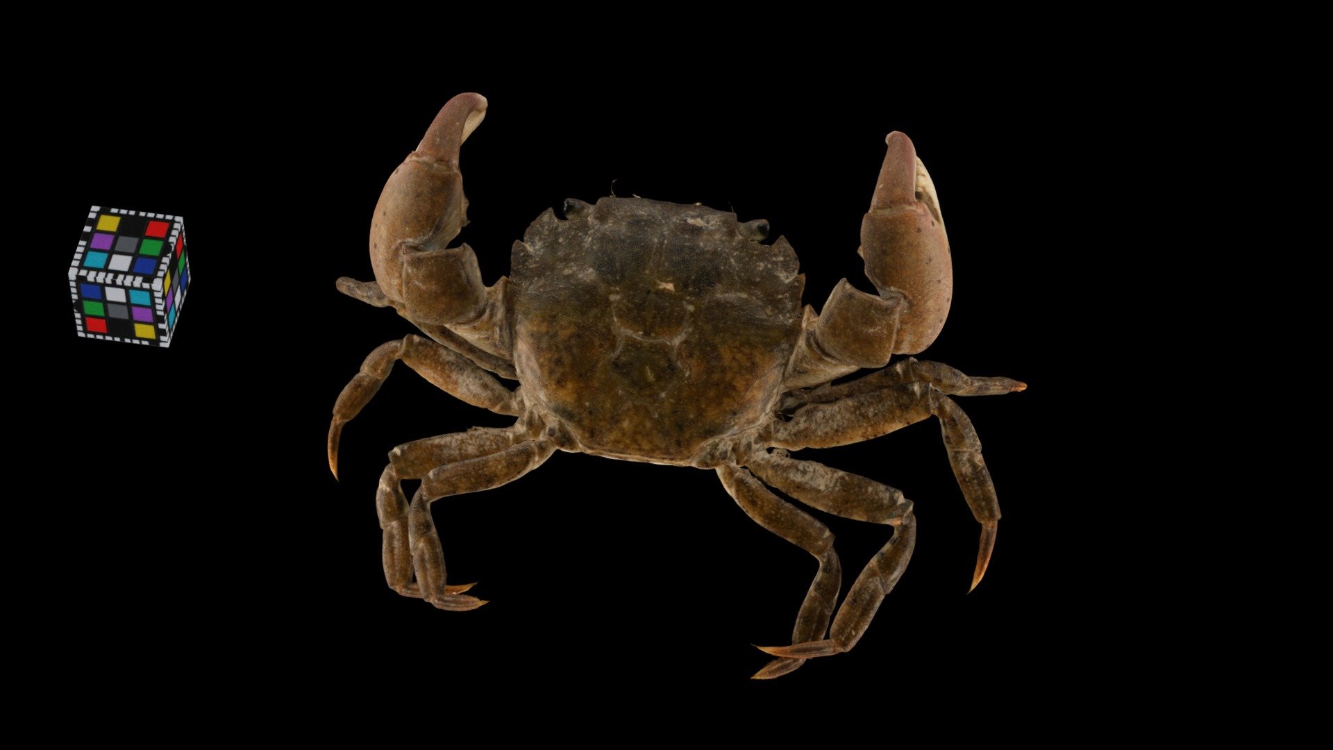 ケフサイソガニ ♂ Varunine Crab, H. penicillatus