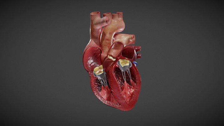 The Human Heart - Juan Pablo Lindo 3D Model