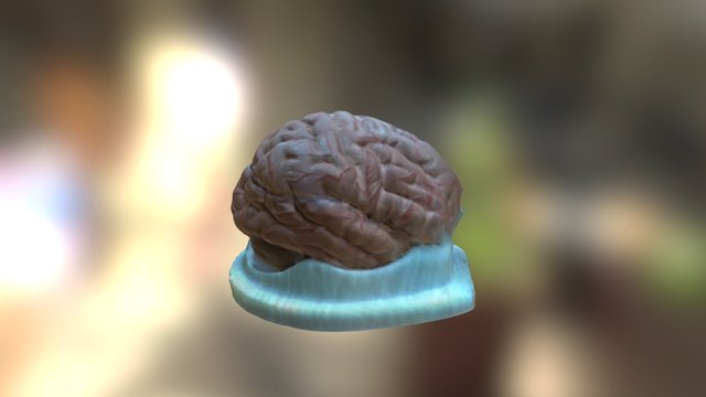 Brain 1 3D Model