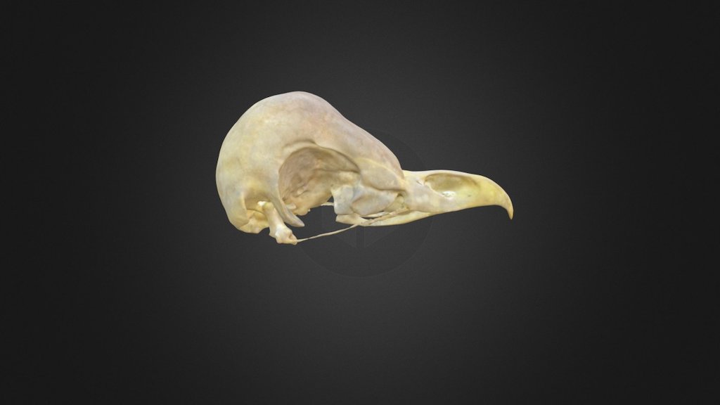 Tyto alba, skull