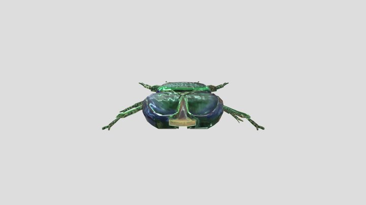 beetle 3D Model