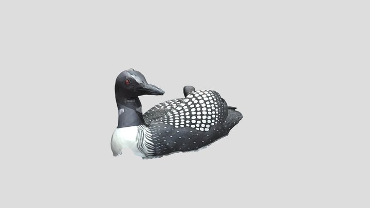 Loon with Loonlets 3D Model