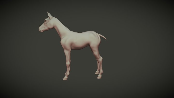 Foal 3D Model